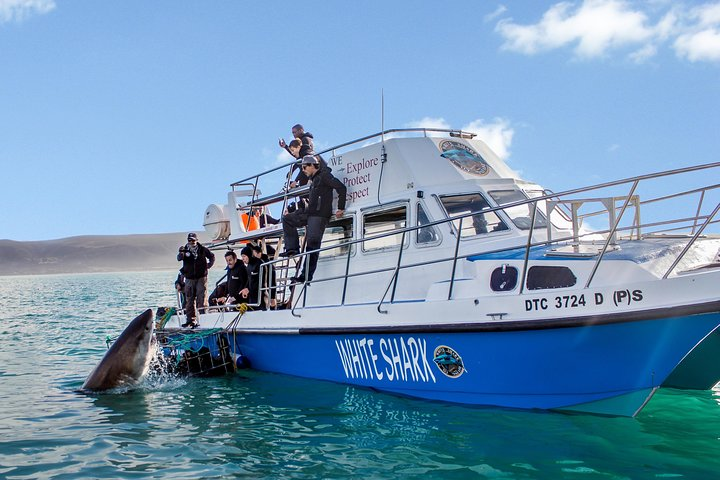 Shark Cage Diving - Adventure Meets Conservation! - Photo 1 of 7